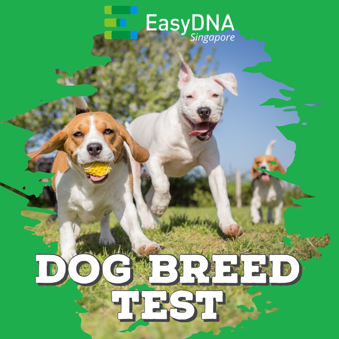 how to test a dog for breed